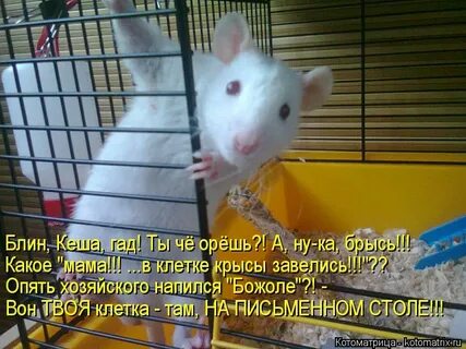 Приколы про крыс