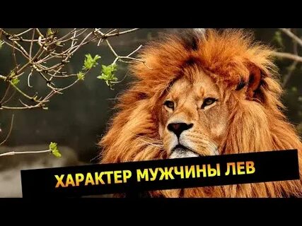 Если парень лев