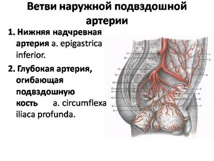 Эпигастральные артерии