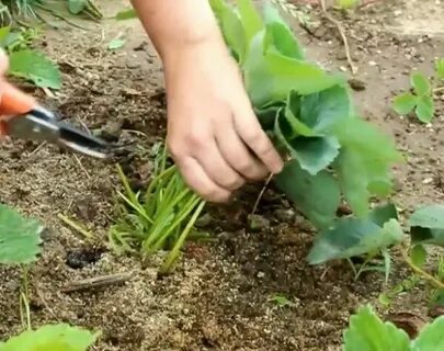 Как обрабатывать клубнику в августе после сбора