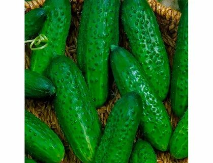 Огурцы сорт атлантис