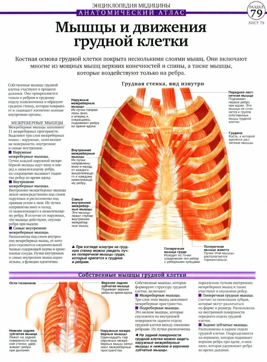 При вдохе болят ребра спереди. Мышцы под ребрами. Мышца посередине грудной клетки. Энциклопедия медицины анатомический атлас. Мышцы грудная клетка атлас.