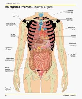 French for Newbies Teaching human body systems, Human body anatomy, Human body s