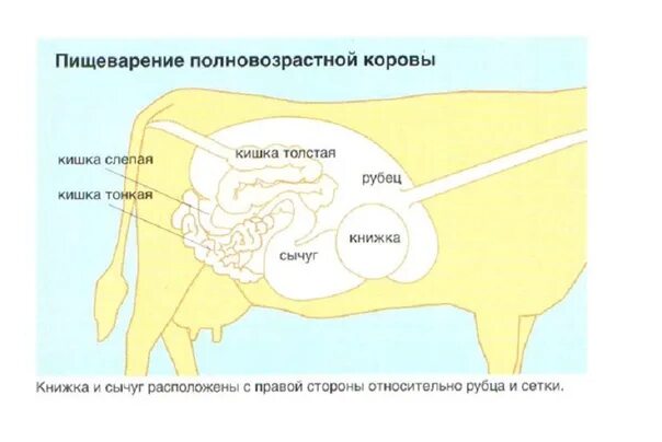 Желудок коровы название. Анатомия преджелудков коровы. Желудок коровы название. Рубец сетка книжка сычуг у жвачных. Сычуг жвачного животного.