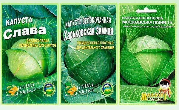 Сорта капусты для хранения на зиму. Капуста слава грибовская 231. сорт капусты для хранения на зиму. капуста поздняя лучшие сорта. капуста на хранение в зиму лучшие сорта.