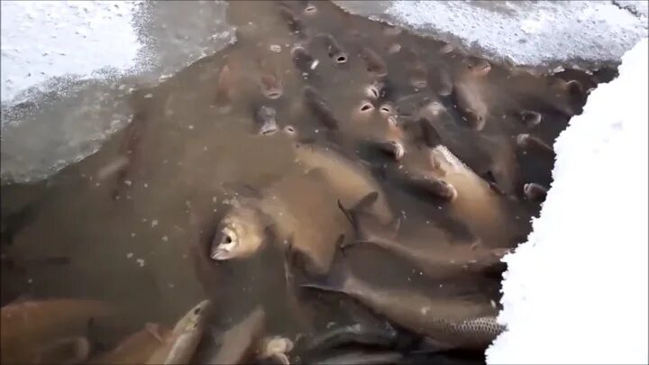 Зимний замор рыбы. Снежная рыба. Замор рыбы зимой. Зимний замор рыбы. Зимний мор рыбы.