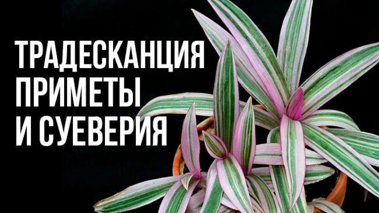 Традесканция приметы и суеверия для дома. Традесканция комнатная приметы и суеверия. традесканция зебрина приметы. традесканция ситара приметы. традесканция цветок комнатный приметы.