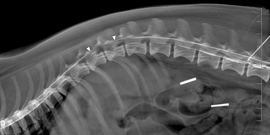 Опухоль мозга у собак. Анкилозирующий спондилез у собаки. Деформирующий спондилез рентген. Деформирующий спондилез у собак. Межпозвоночная грыжа у собак рентген.