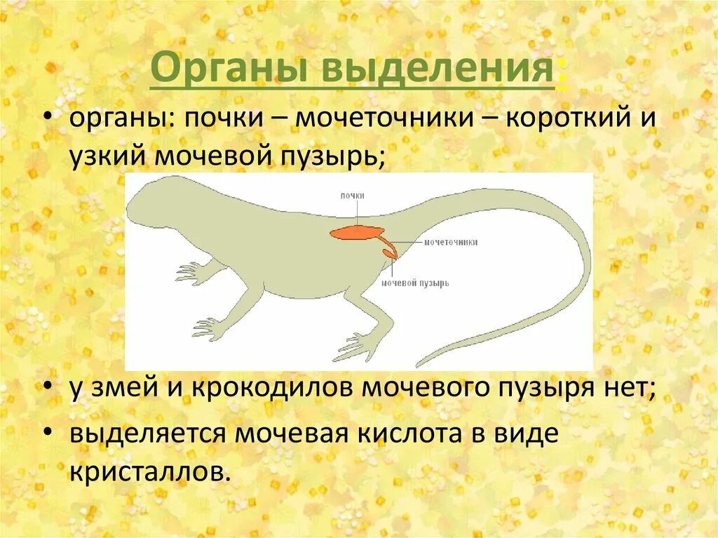 Выделение у пресмыкающихся