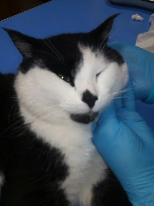 рыжий кот зеленогорск красноярского