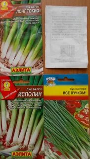 Когда можно сеять лук батун