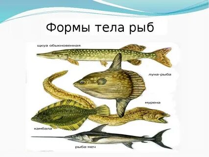 Формы тела морских рыб