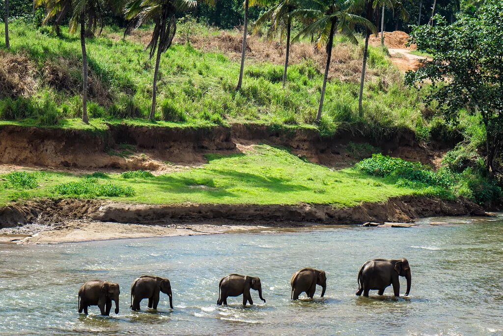 Приют для слонов Пиннавела Шри-Ланка. Шри Ланка приют Пиннавела. Шри Ланка слоны Пинавелла. Слоновий питомник Шри Ланка Пиннавела. Пиннавела шри ланка