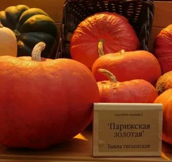 Тыква крупноплодная