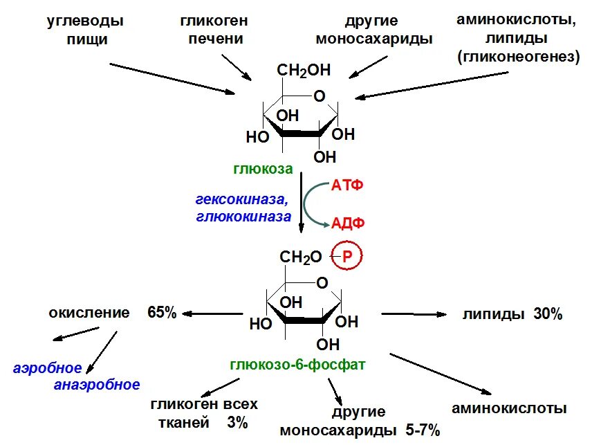 Глюкоза в организме