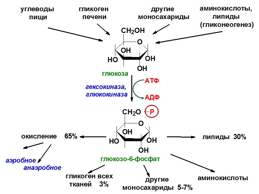 Окисление фруктозы последовательность. Составьте схему формирования уровня Глюкозы в крови.. Схема реакций расщепления гликогена. Схема синтеза гликогена из Глюкозы. Схему реакции фосфорилирования Глюкозы в клетках.