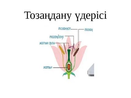 Лесби секс бұл қандай