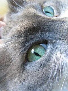 Кошачий глаз 3