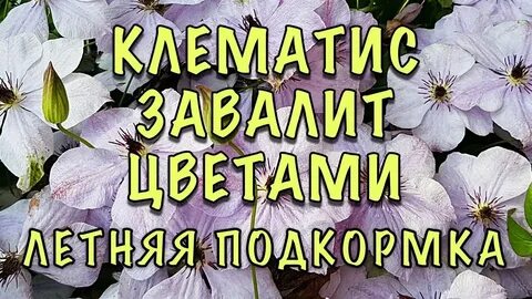Чем поливать клематис для обильного цветения