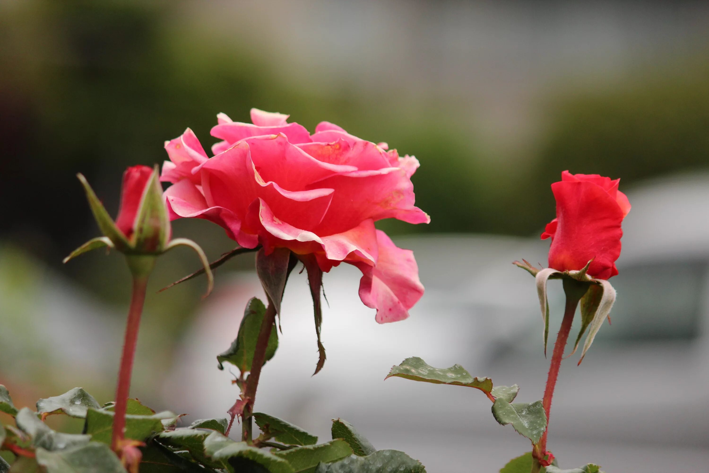 Цветоножка розы. Розы снизу