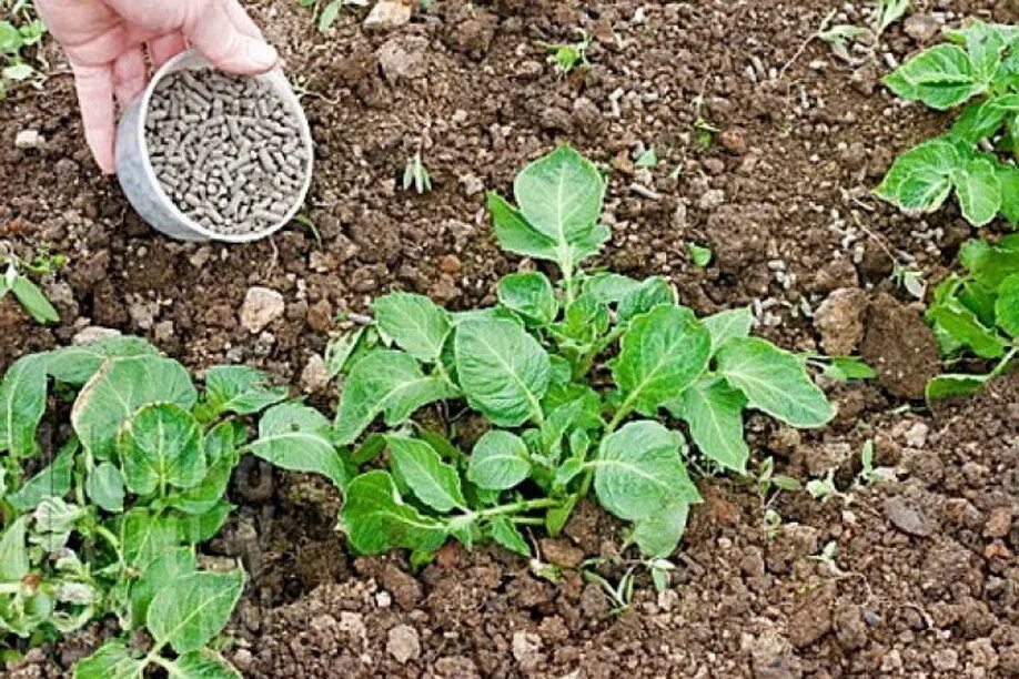 Можно ли сыпать картошку. Подкопка картофеля. Внесение Минеральных удобрений в почву. Удобрение для картофеля. Подкормить картофель.
