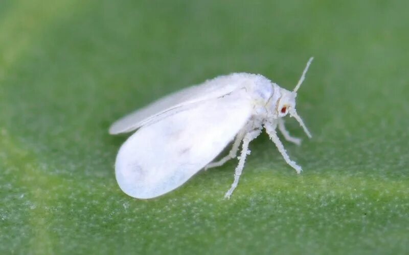 Biological Control of Pests in High Tunnels