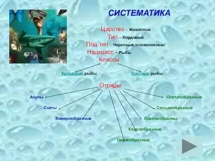 Классы хрящевых рыб таблица