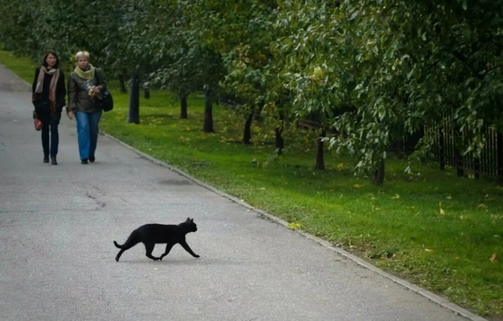 Примета найти на улице. Черный кот перебегает дорогу. Чёрная Кошла пробегает дорогу. Чёрная кошка перебежала дорогу. Кошка черная перебежала доро.