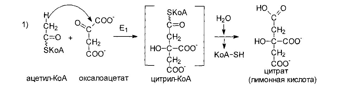 Ацетил КОА структурная формула. Ацетил SKOA. Ацетил SKOA формула. Ацетилкоэнзим а. Коа формула