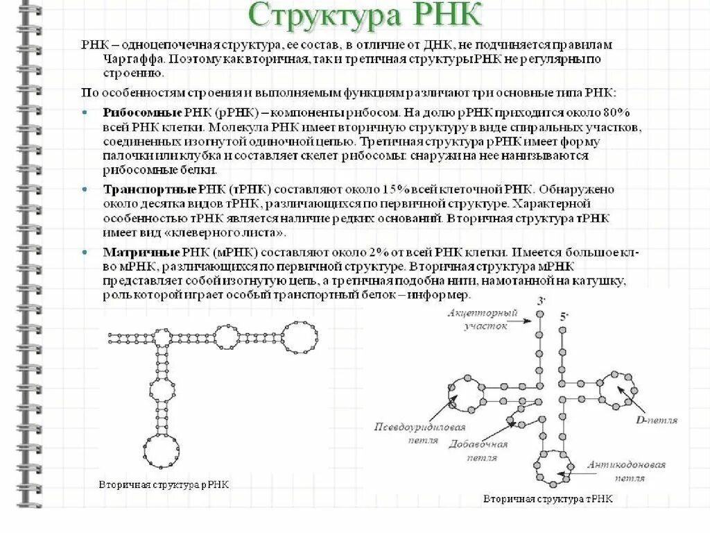 Пространственная структура РНК кратко. Первичная структура РНК строение. Первичная, вторичная, третичная структура РНК. Типы РНК:. Структурная организация РНК биохимия. Биологические свойства рнк