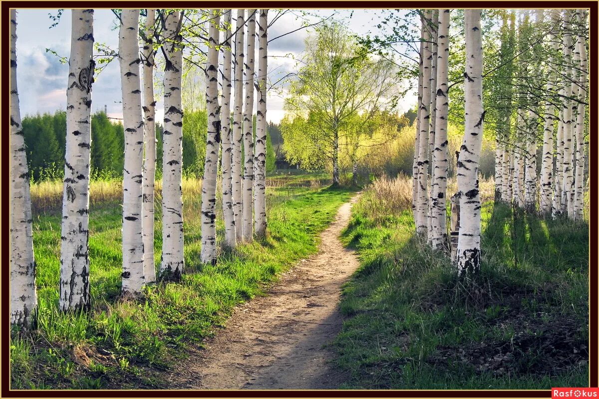 среди белых берез. береза красавица. березовая роща томск. среди белых берез. ранняя осень березы.