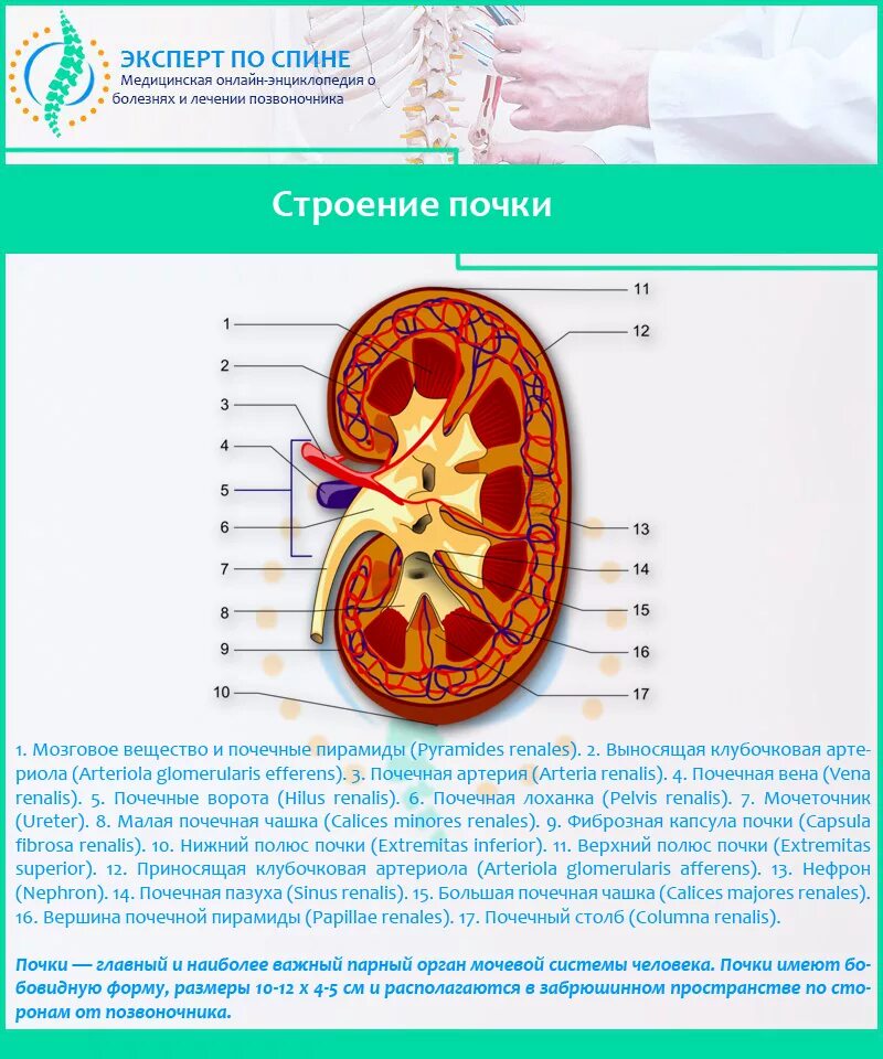 Строение почки. Анатомия поясницы и почки. Почка строение терапия. Боли в поясничной области почки