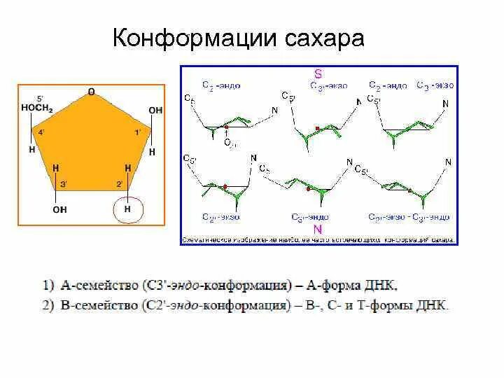 Конформация днк. Конформации нуклеозидов. конформация нуклеотидов.