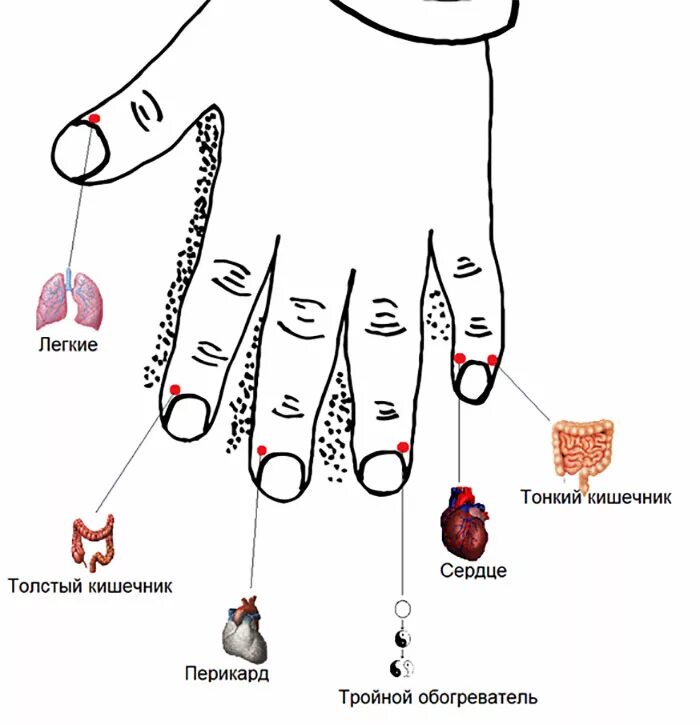 Су Джок схема ладони. Су Джок точки на кисти. Су Джок проекция органов на ладони. Су Джок терапия кисть. Китайская медицина руки