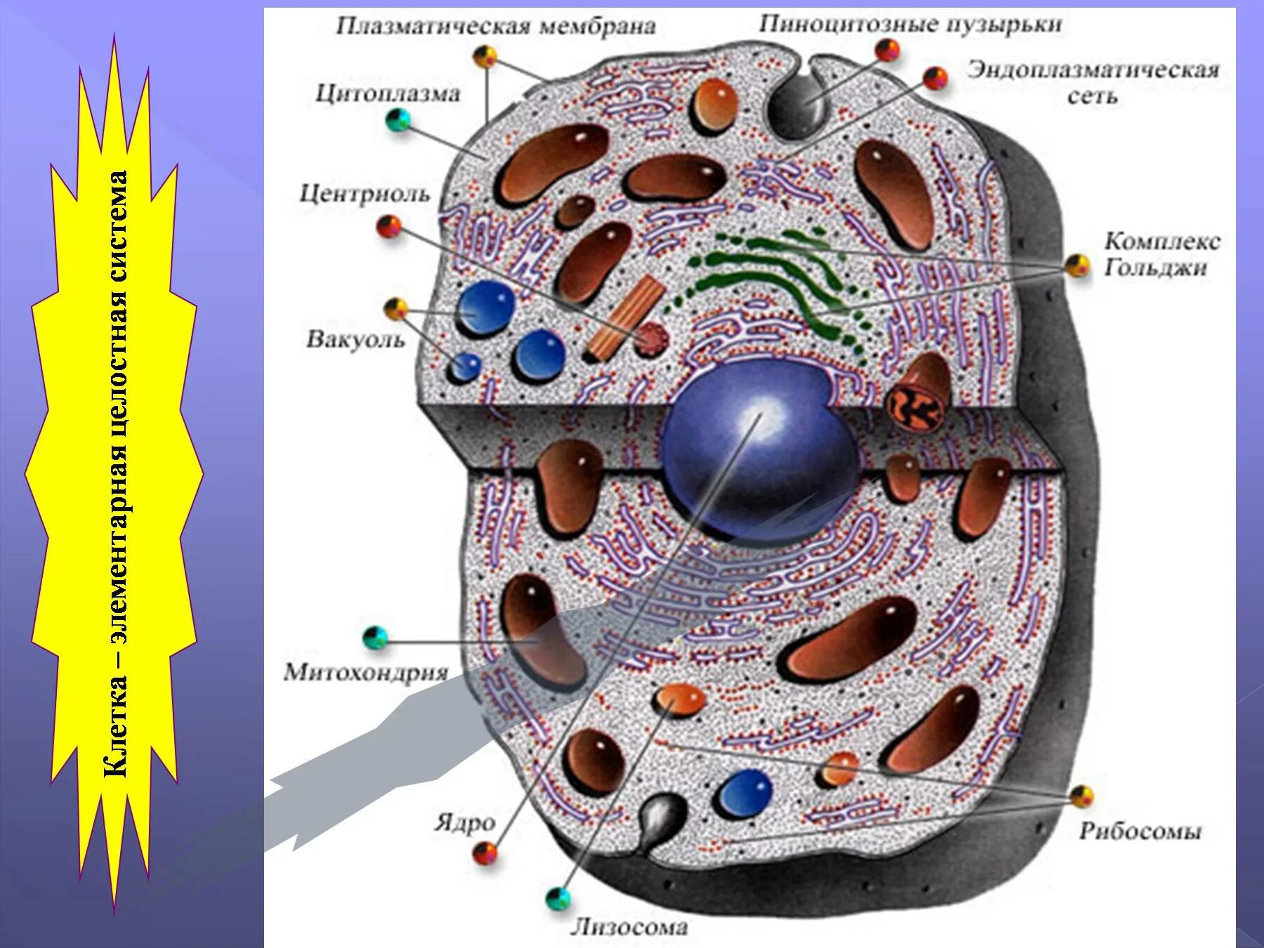 Свойство клеточного строения. Строение эукариотической животной клетки. Клетка элементарная целостная система. Схема строения клетки человека. Цитология строение клетки.