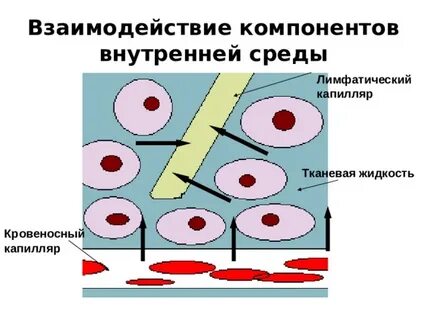 Какому процессу способствует медленный ток в капиллярах