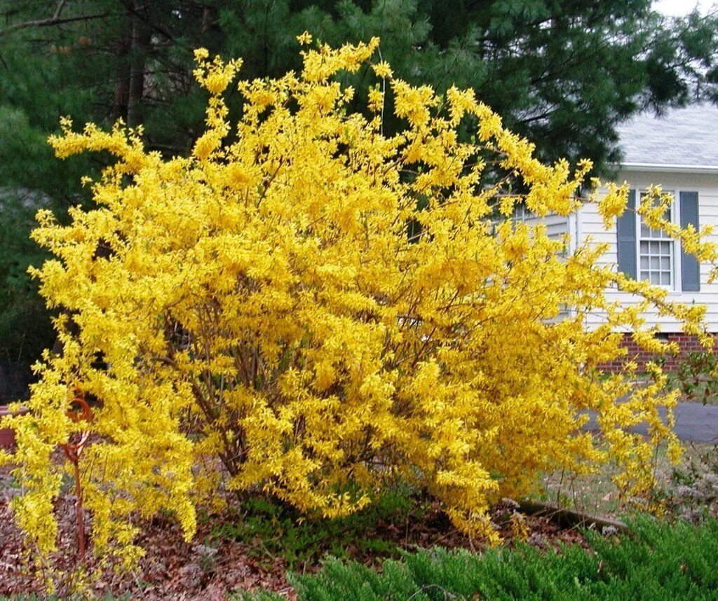 Ранний желтый кустарник фото. Форзиция промежуточная Линвуд. Форзиция средняя Линвуд. Форзиция (форсайтия). Форзиция джиральда.