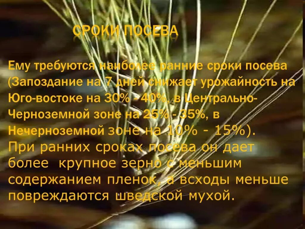Ячмень биология 7 класс. Ячмень двухрядный hordeum distichon l. Культурные растения зерновые культуры. Зерновые растения. Ячмень злаковая культура.