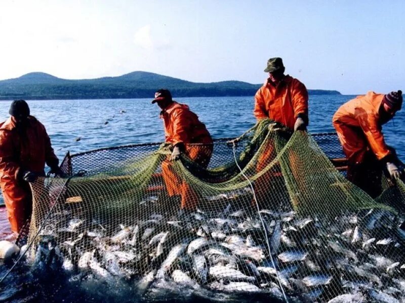 Хозяйственная деятельность людей в океане. Охотское море рыбный промысел. Рыбный промысел в тихом океане. Рыбный промысел на европейском севере. Рыбная промышленность Камчатка.