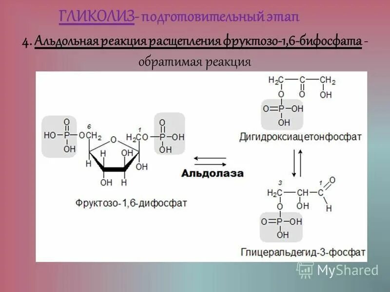 Расщепление клетчатки бактериями