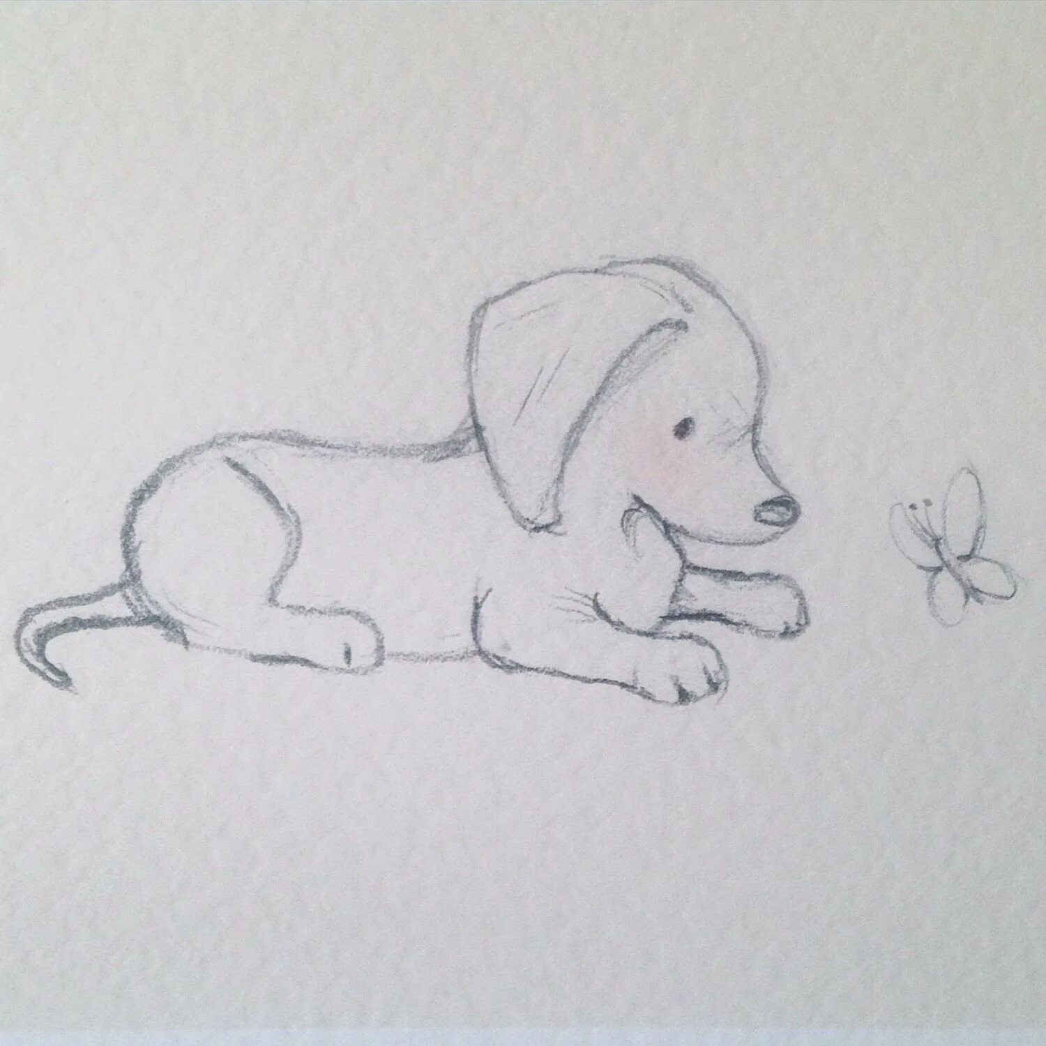 Рисунки животных карандашом для срисовки. Рисунок собаки карандашом для срисовки. Рисунки для срисовки собака легко. Рисунки животных для срисовки лёгкие. Срисовки животных легко для начинающих