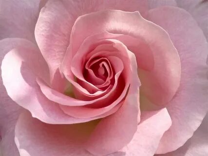 Rose fast