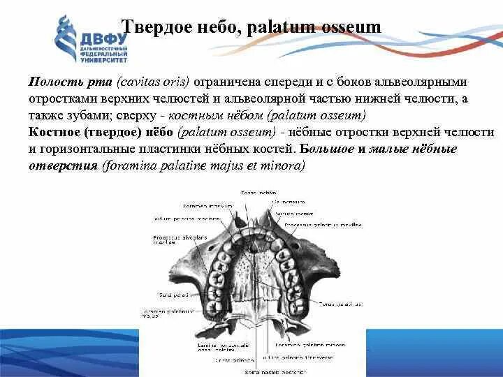 Костная основа полости рта. Твердое небо образовано костями черепа. Строение костного неба анатомия. Костные образования формирующие твердое небо. Твердое небо образуют кости.