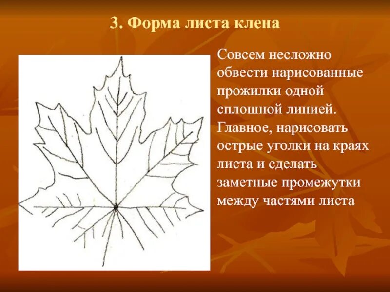 Кленовый лист разбор. Край листовой пластинки у клена. форма листа клена. форма листовой пластинки клена остролистного. клен канадский форма листовой пластинки.