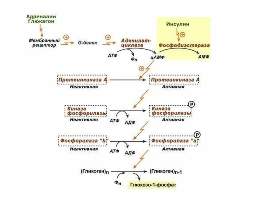 Кальций зависимая активация фосфорилазы гликогена. Механизм ингибирования гликогенсинтетазы под действием глюкагона. Механизм действия глюкагона биохимия. Киназа фосфорилазы гликогена. Адреналин углеводы