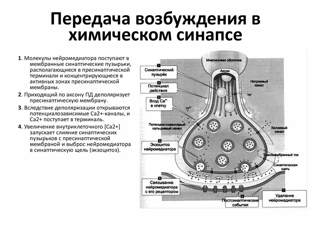 Передача нервного импульса через синапс. Схема строения синапса. схема синапса физиология. пресинаптической мембране на химическом синапсе. схема тормозного химического синапса.