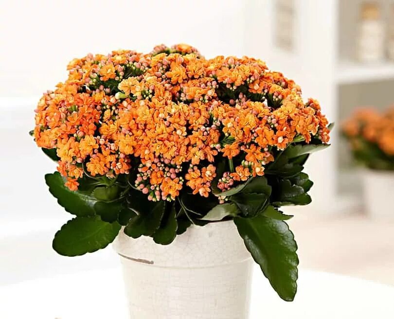 Каланхоэ микс как ухаживать. Каланхоэ Блоссфельда (Kalanchoe blossfeldiana). Каланхоэ оранжевый. Каланхоэ Блоссфельда оранжевый. Каланхоэ каландива оранж.