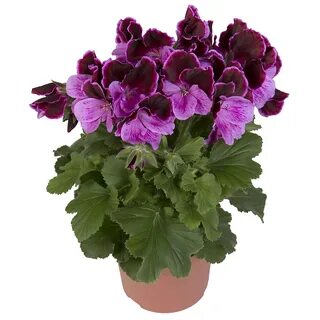 Пеларгония элеганс