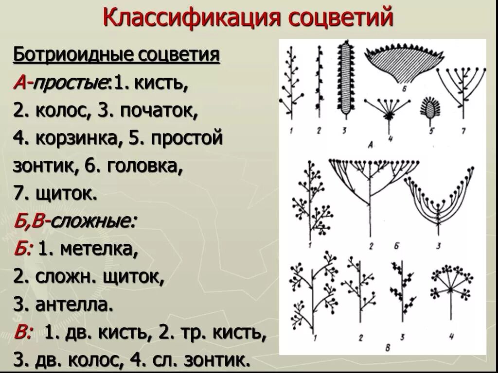 Зонтик початок. Соцветия щиток метелка зонтик початок. Соцветия метелка зонтик Колос. Типы простых ботриоидных соцветий. Щиток кисть сложный зонтик початок.