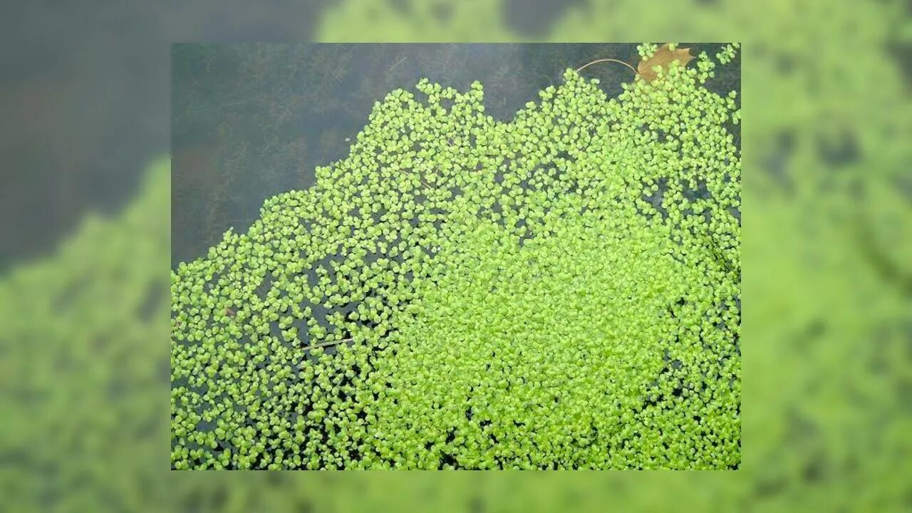 Мелкие водоросли. Мельчайшие водоросли. Маленькие водоросли на поверхности. Самая маленькая водоросль в мире.